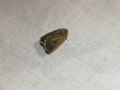 Caradrina flavirena