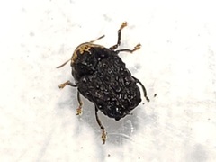 Exema neglecta