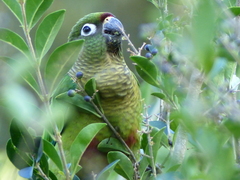 Pyrrhura frontalis