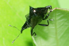 Scolopterus penicillatus