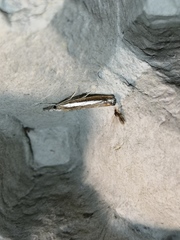 Agriphila latistria