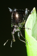 Scolopterus penicillatus