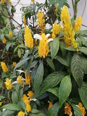 Pachystachys lutea