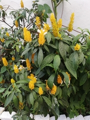Pachystachys lutea