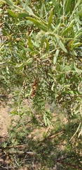 Acacia victoriae