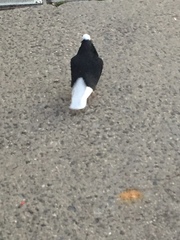 Columba livia domestica