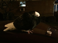 Columba livia domestica