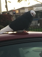 Columba livia domestica