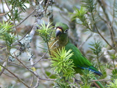 Pyrrhura frontalis