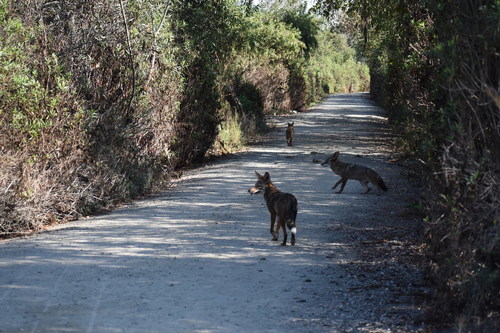 iNaturalist observation photo of Coyote