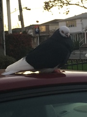 Columba livia domestica