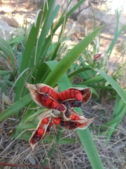 Iris foetidissima