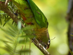 Pyrrhura frontalis
