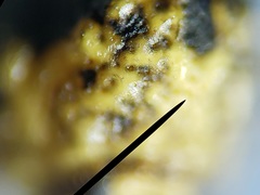 Exema neglecta