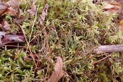 Cladonia maxima