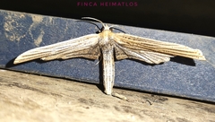 Forbesopsis sphingipennis