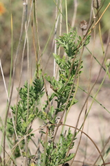 Ratibida peduncularis