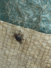 Cyphomyia albomaculata