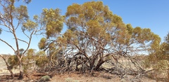 Eucalyptus socialis socialis