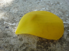 Calochortus balsensis