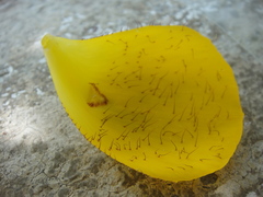 Calochortus balsensis