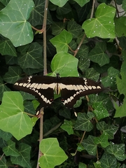 Heraclides thoas