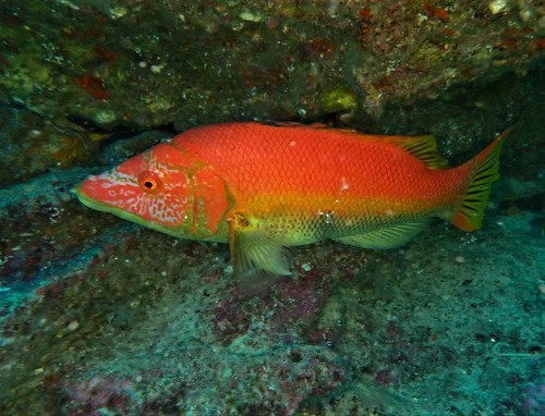 Barred Hogfish