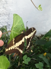 Heraclides thoas