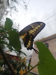 Heraclides thoas