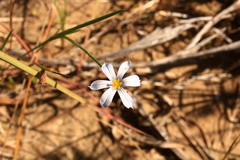 Sisyrinchium biforme