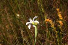 Sisyrinchium biforme