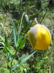 Calochortus balsensis