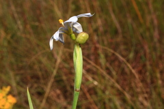 Sisyrinchium biforme