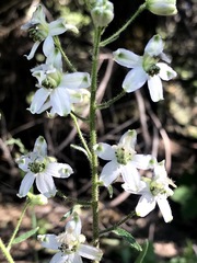 Delphinium gracilentum