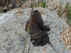 Candalides noelkeri
