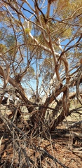 Eucalyptus socialis socialis