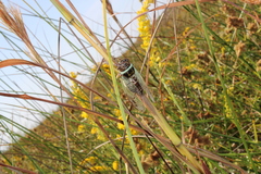 Diceroprocta marevagans