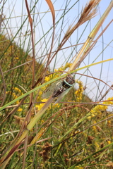 Diceroprocta marevagans