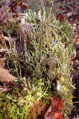 Cladonia maxima