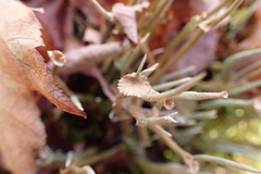 Cladonia maxima