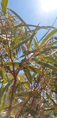 Eucalyptus socialis socialis