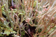 Cladonia maxima
