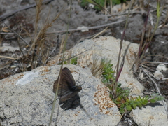 Candalides noelkeri