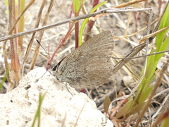 Candalides noelkeri