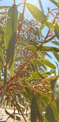 Eucalyptus socialis socialis