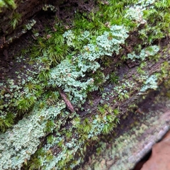 Cladonia parasitica