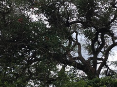 Erythrina crista-galli