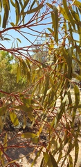 Eucalyptus socialis socialis