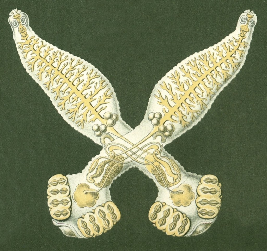 Mazocraeidea
