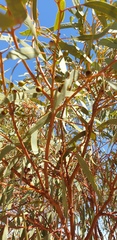 Eucalyptus socialis socialis